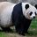 Giant Panda Body