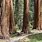 Giant Sequoia Grove