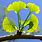Ginkgo Images