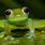 Glass Frog Cute