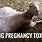 Goat Pregnancy Toxemia