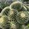 Golden Barrel Cactus Care