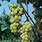 Golden Muscat Grape