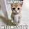 Goodbye Co-Workers Cat Meme