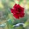 Google Rose Flower