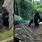 Gorilla Breaks Glass at Zoo