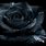 Gothic Black Roses Background