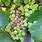 Grape Vine Disease Identification