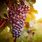 Grapes Fruit HD Image