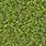 Grass Texture Photo
