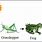 Grasshopper Food Chain