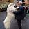 Great Pyrenees Show Dog