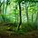 Green Forest 8K Wallpaper