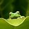 Green Frog Background