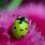 Green Ladybug Insect