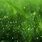 Green WallPaper