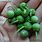 Greenberry Seeds