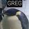 Greg Penguin Meme