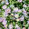 Ground Cover Aster