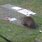 Groundhog Traps Kill