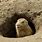 Groundhog in a Hole