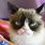 Grumpy Cat Funny Pictures