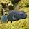 GuineaFowl Puffer