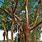 Gumbo Limbo Tree in Florida