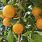 Hamlin Orange Tree