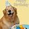 Happy Birthday Dog Images. Free
