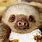 Happy Sloth Pictures