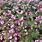 Hardy Begonia Perennial