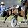 Harness Racing Pictures
