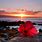 Hawaii Sunset Ocean Flowers