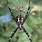Hawaiin Sugar Cane Spider