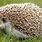 Hedgehog Good Pet