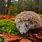 Hedgehog Habitat in Wild