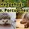 Hedgehog Porcupine Difference