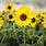 Helianthus How to Grow