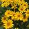 Heliopsis Sunflower