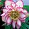 Helleborus Winter Rose