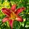 Hemerocallis Red Daylily