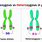 Hemizygous vs Heterozygous