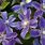 Herbaceous Clematis