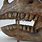 Herbivore Dinosaur Tooth