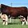 Hereford Cattle Male