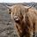 Highland Cow Pictures