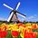 Holland Tulips and Windmills