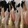Holstein Cow Udder