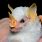 Honduran White Bat Babies